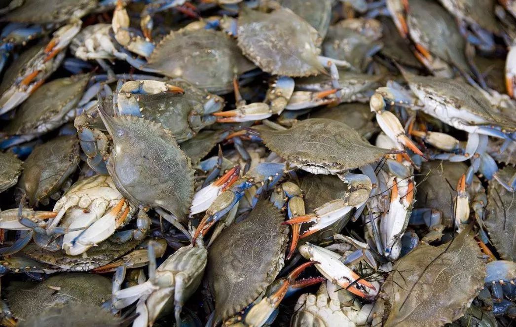 虎门新湾渔港新闻,虎门镇新湾最新消息