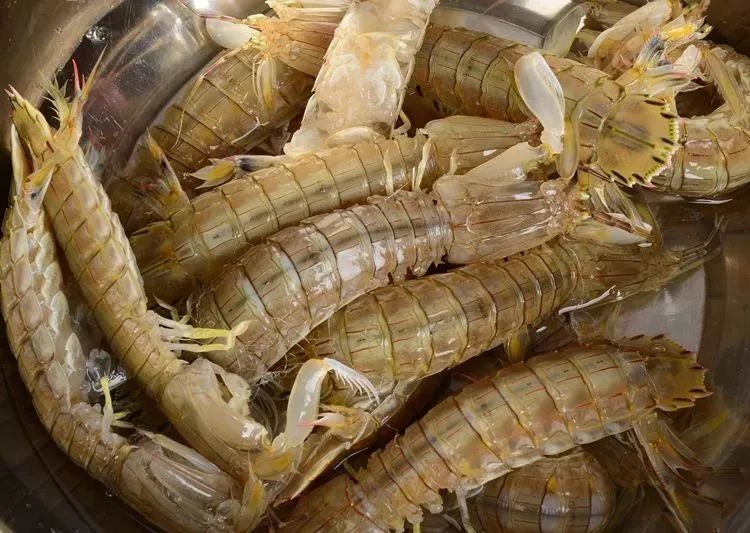 虎门新湾渔港新闻,虎门镇新湾最新消息