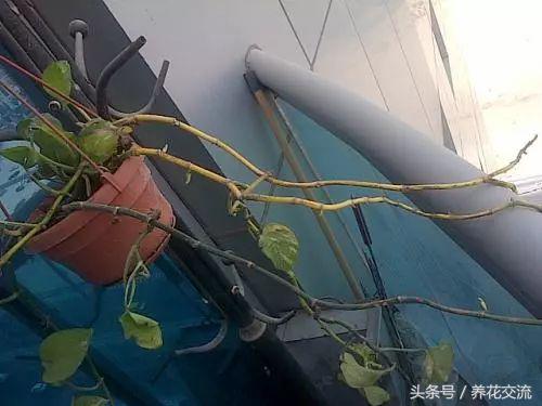 绿萝水培到土培注意事项,办公室的土培绿萝怎么养才能养好