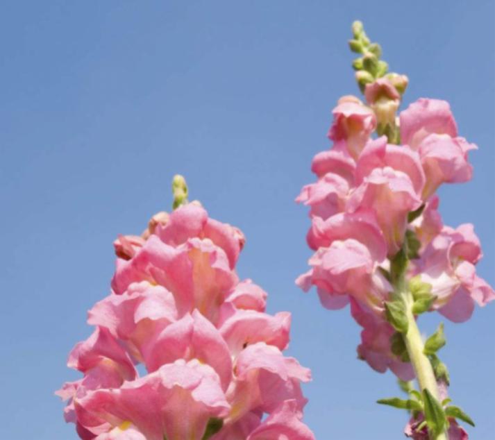 重瓣大花金鱼草的养殖方法,有关金鱼草的养殖方法和注意事项