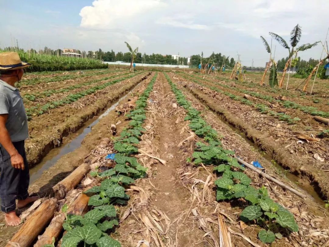 化肥企业窜货,化肥经销商窜货