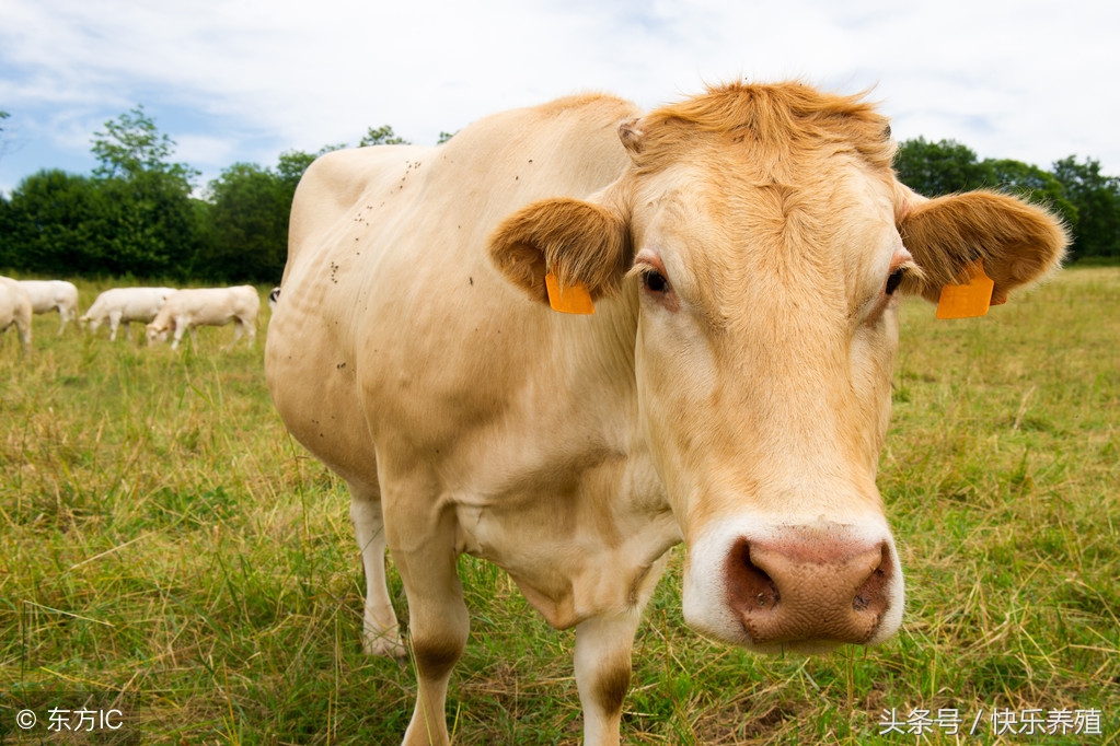 养牛赚钱的最佳模式是哪个,养牛赚钱的十大方法