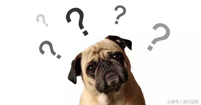 痒痒痒救救小主吧！狗狗出红疹怎么办？