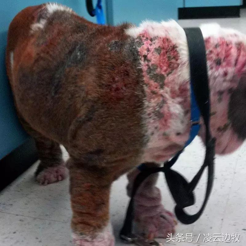 痒痒痒救救小主吧！狗狗出红疹怎么办？