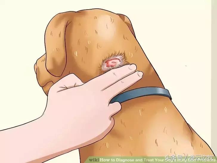 狗狗起红疹怎么办,狗狗红疹怎么治