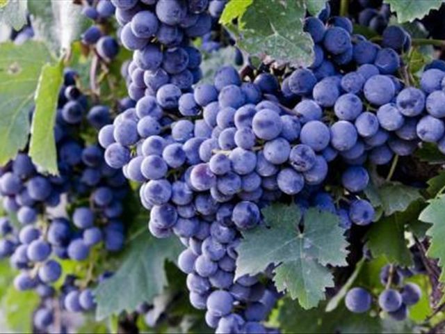 葡萄皮和葡萄籽吃了有什么好处,葡萄皮和籽有什么好处