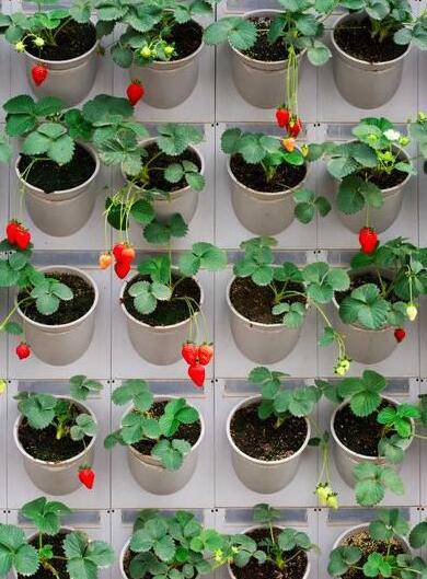 又到一年草莓种植季,你的草莓脱毒苗买好了吗,这6立体栽培方式有5大好处,值得你尝试