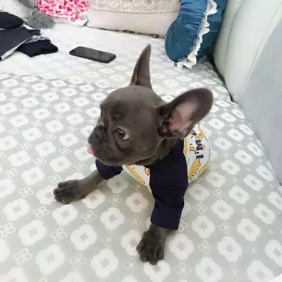 狗狗绝对不能吃到6种食物,狗狗十种不能吃食物