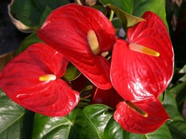 红掌怎样修剪才能长得更大,红掌怎样修剪才能长得更高