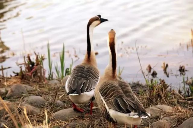 农村小型厂致富商机,农村商机加盟项目