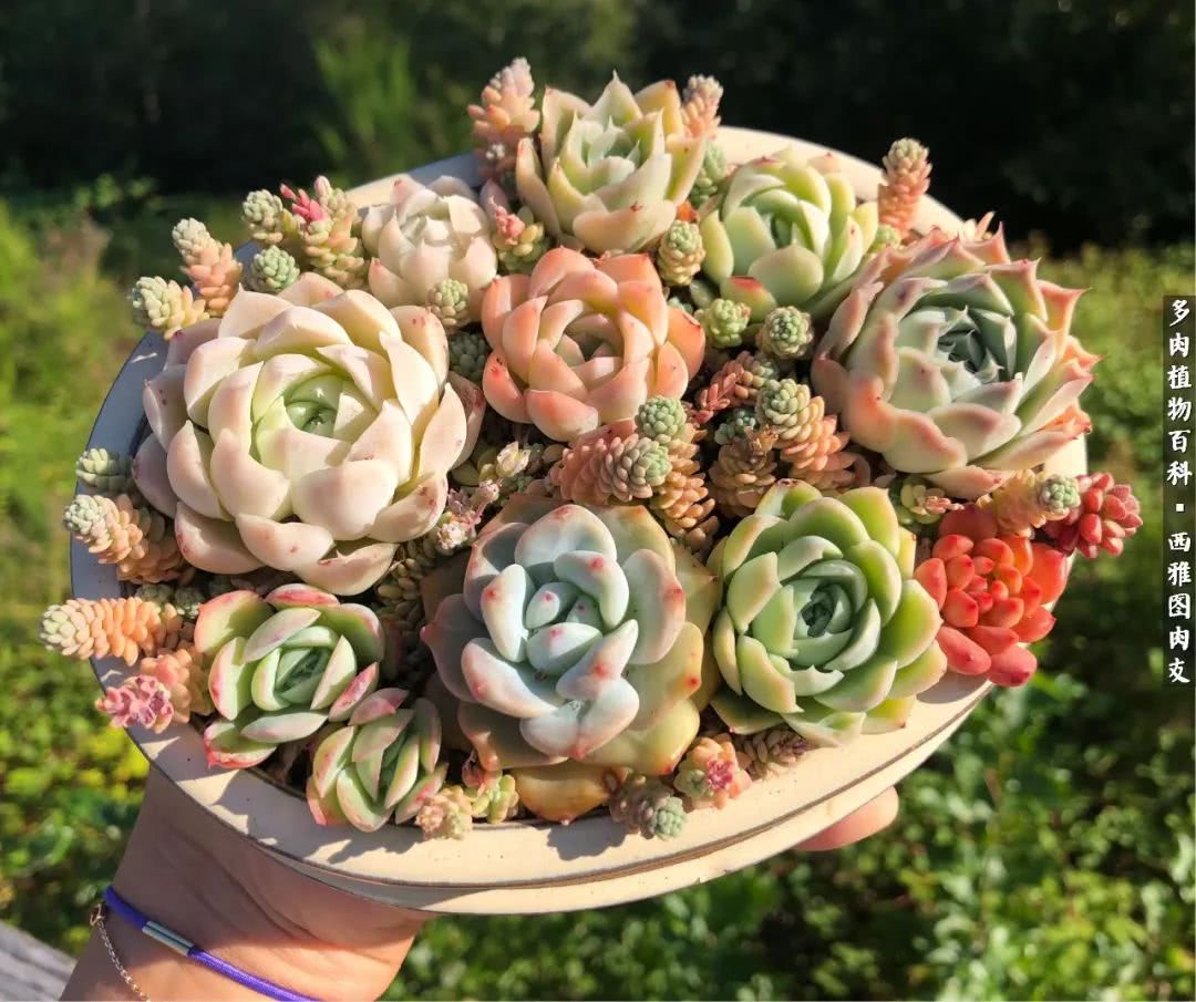 美国多肉,多肉西雅图