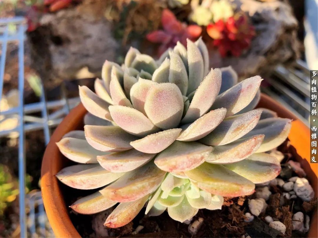 美国多肉,多肉西雅图