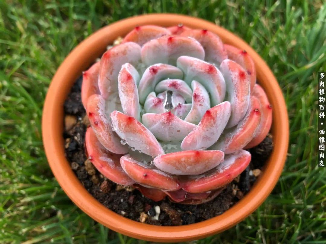 美国多肉,多肉西雅图