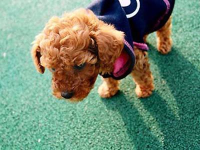 泰迪犬身上有皮屑怎么办,泰迪犬身上的体臭怎么清除