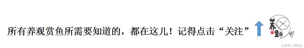 推荐几种好看好养活的热带观赏鱼,常见热带观赏鱼及价格