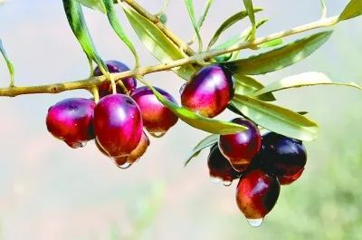 今生广种橄榄树，来世还做陇南人！