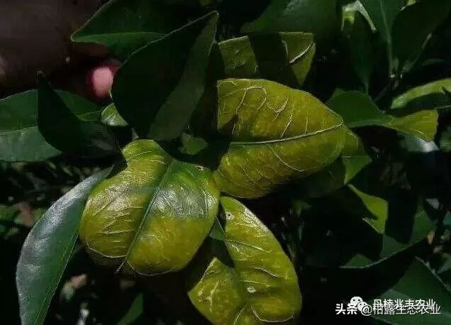 缺氮缺磷缺钾的表现,缺氮缺磷缺钾会怎么样