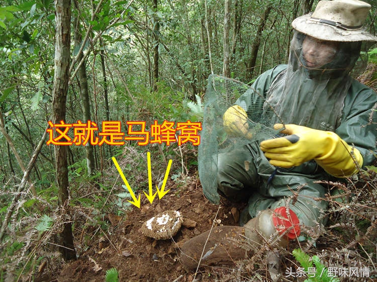 蜂箱旁诱捕马蜂的最佳方法,诱蜂洞如何引诱马蜂