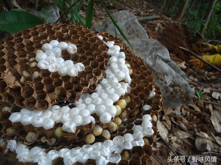 蜂箱旁诱捕马蜂的最佳方法,诱蜂洞如何引诱马蜂