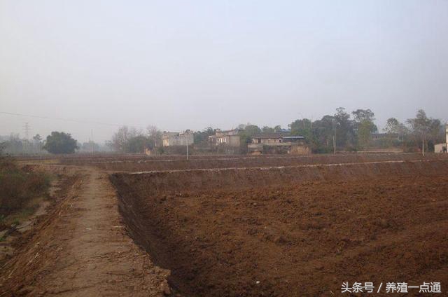 养泥鳅一亩水塘养泥鳅投资多少钱,泥鳅养殖投资多少钱一亩农田