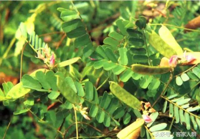 客家人煮汤有哪些草药,梅州客家煲汤药材根