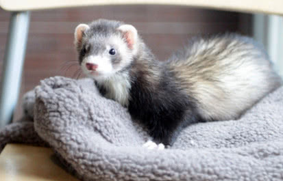 漂洋过海来看你的宠物新秀——雪貂