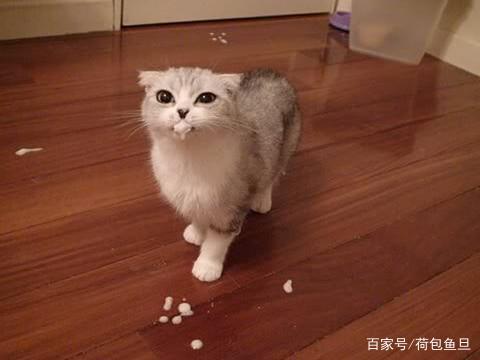 猫咪已经有虫了怎么驱虫,如何给家里有虫的猫咪驱虫