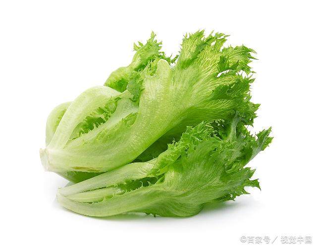 生菜为什么不出芽,生菜为什么不卷心