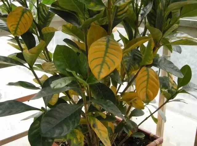 养花怎么处理病虫,养花怎么防止烂根