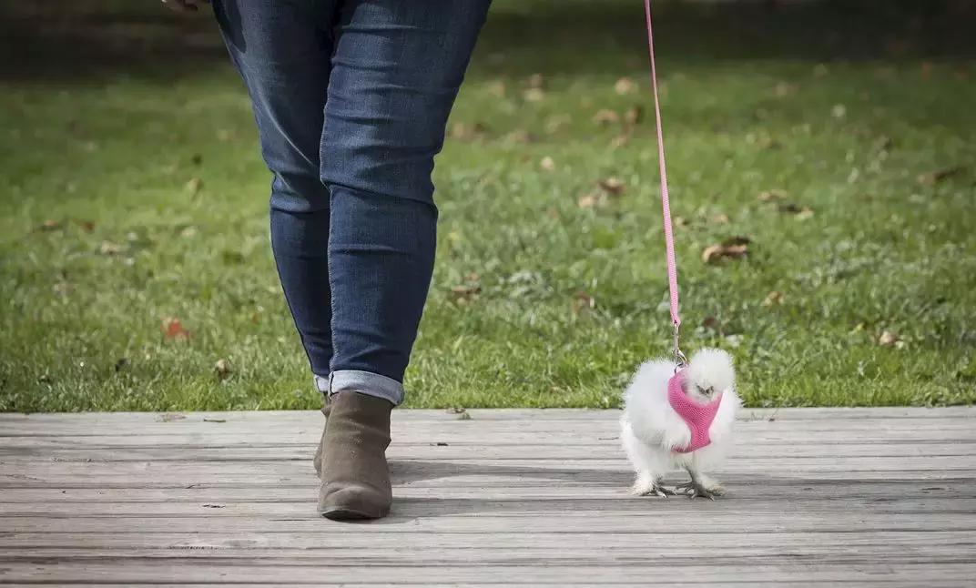 越来越多人养鸡当宠物，有人卖鸡尿布发财了……