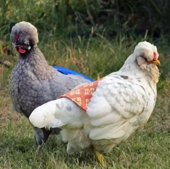 越来越多人养鸡当宠物，有人卖鸡尿布发财了……