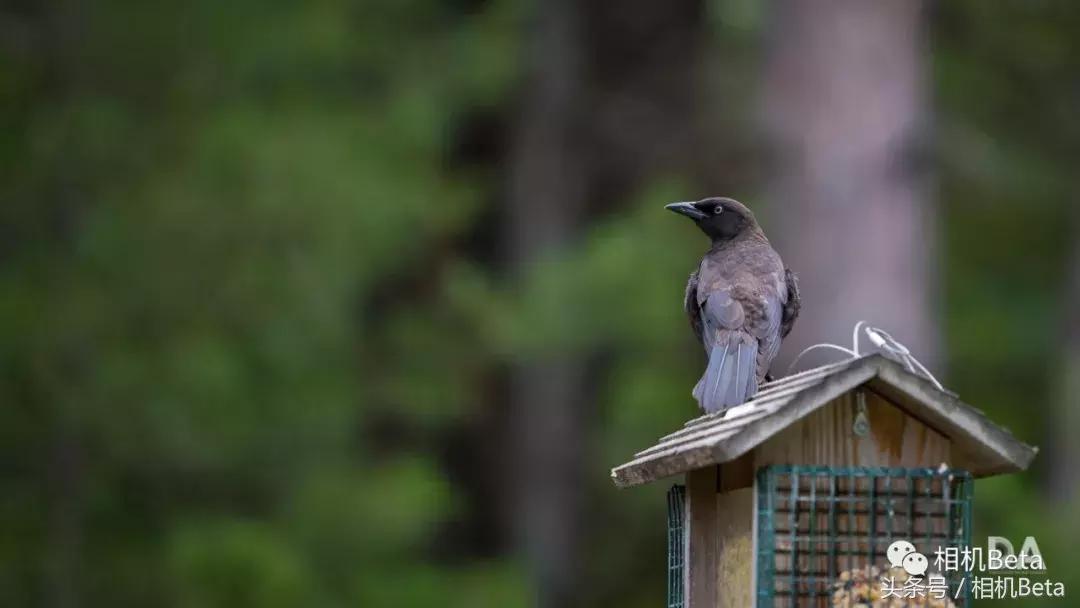 佳能ef70-200mmf4和2.8不防抖,佳能ef70-200f4is参数