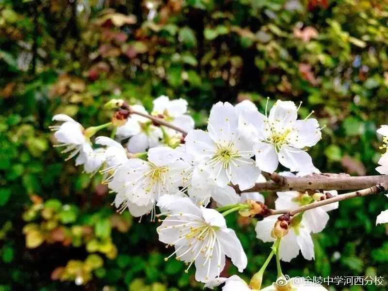 金陵中学河西分校和河西金陵中学,金陵中学河西分校是民办还是公办