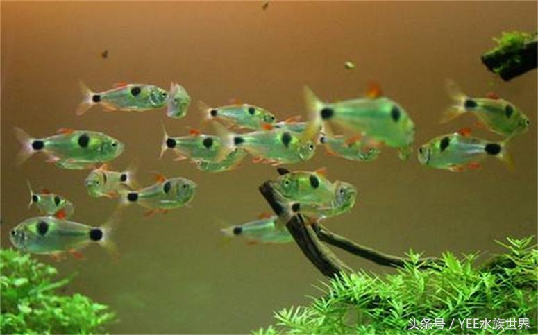 鱼店误把马克当灯鱼卖给我，半缸灯鱼成了饲料，我亏了还是赚了？