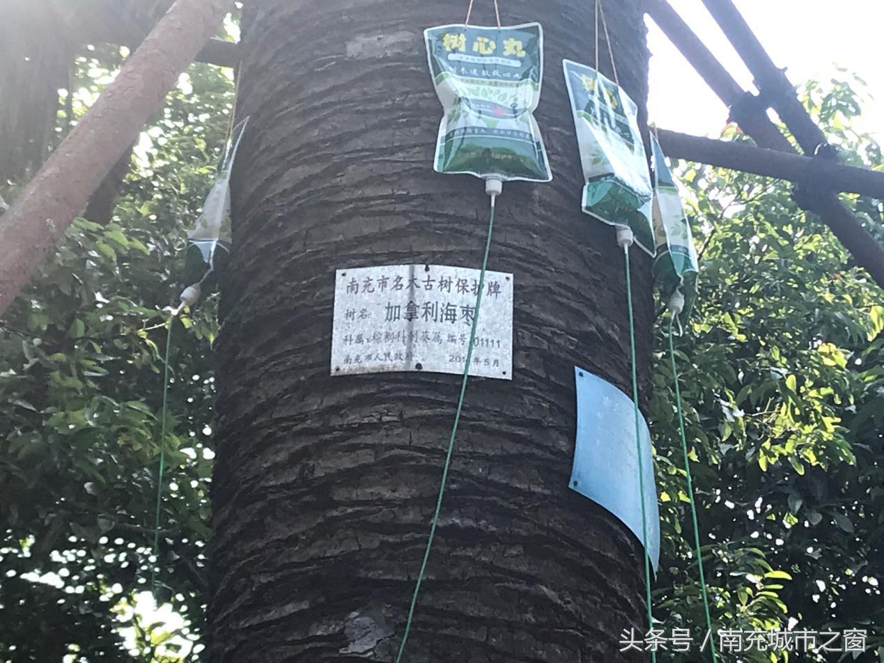 四川南充：这位来自非洲的“朋友”过得不是很好，全国不超过10棵