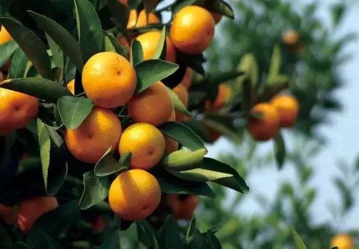 新鲜采摘欢迎你来品尝好吃的水果,新鲜采摘盛夏的果实