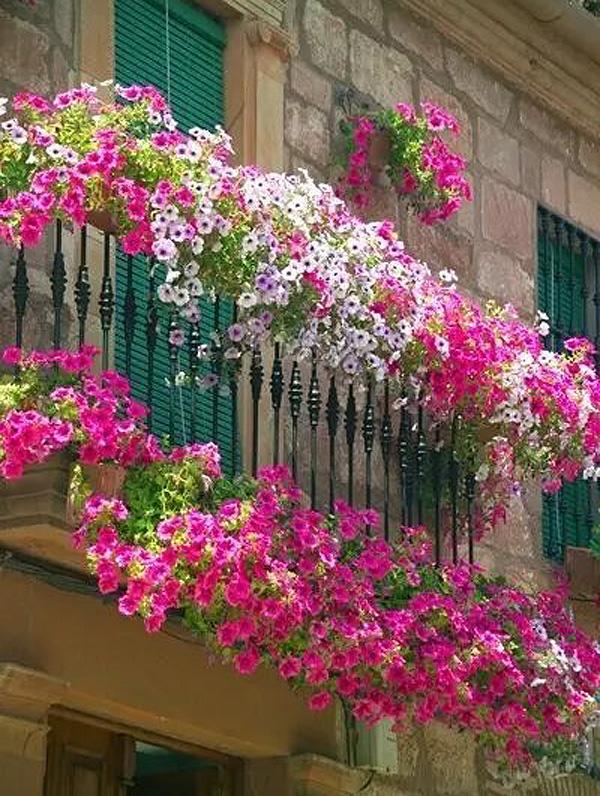 自己的花是给别人看的,自己的花是给别人看的是什么文体