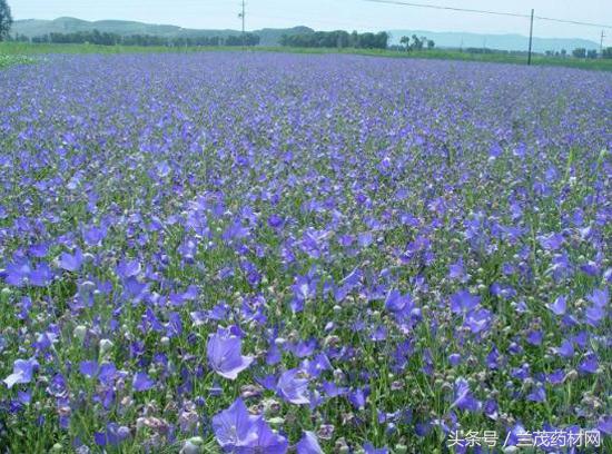 金秋九月种哪些药材有钱赚？