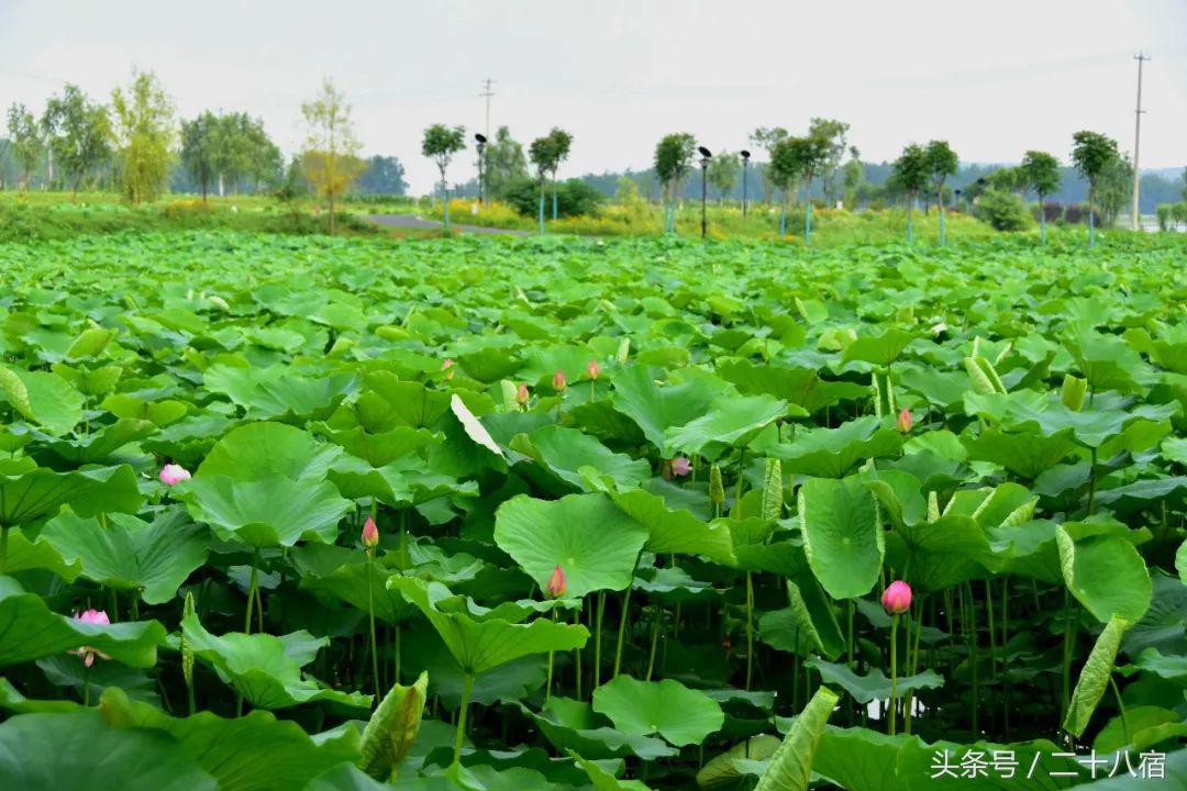 陈柏霖一个人的旅行,陈柏霖花少完整版视频
