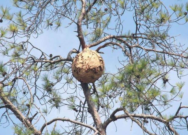 蜜蜂蜇完人后蜜蜂还能活吗,蜜蜂蜇人后还可以活吗多久会死