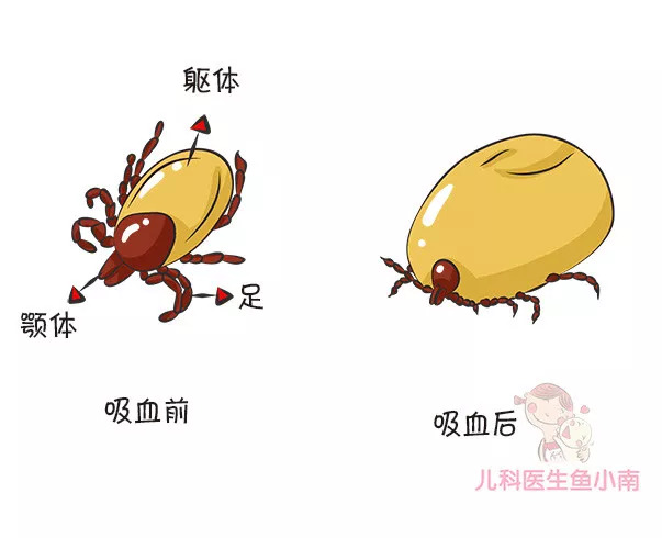 蜱虫咬在孩子头上怎么处理,宝宝如何预防蜱虫叮咬
