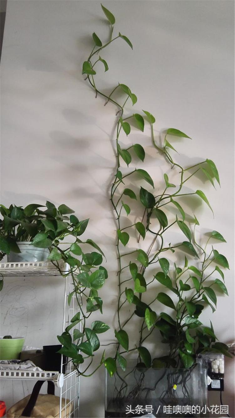 水培绿萝水里放什么能让绿萝生根,水培绿萝水里放什么绿萝长得茂盛