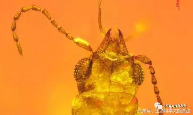 科学家在琥珀里发现的远古虫子,科学家们发现甲虫