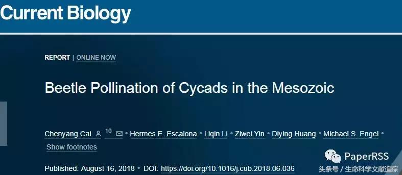 科学家在琥珀里发现的远古虫子,科学家们发现甲虫