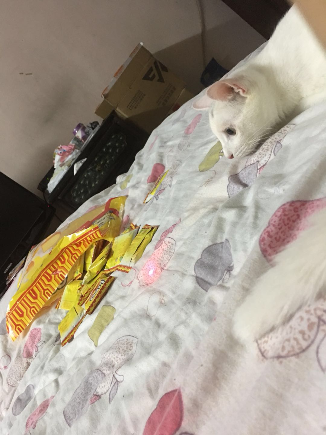 豆哥是一只松鼠,豆哥真实搞笑视频