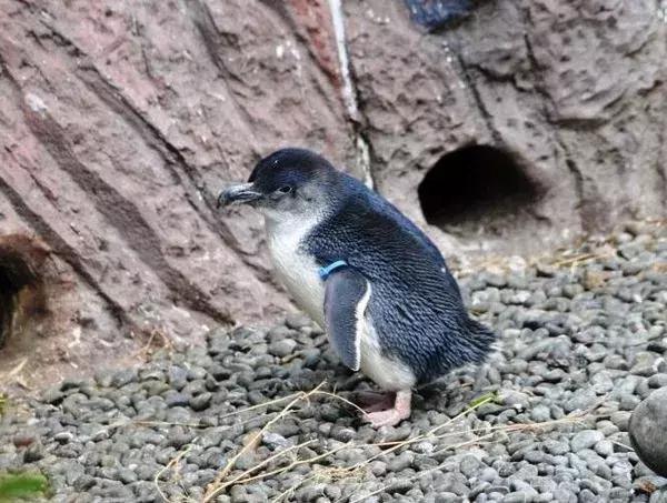 世界上最小的24种动物,世界上胆子最小的动物