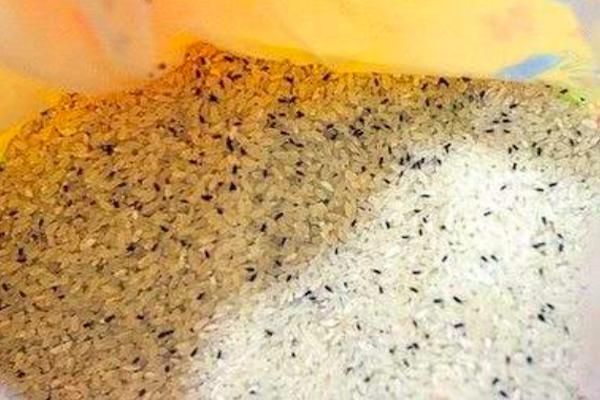 农村害虫有哪些,农村田里的害虫