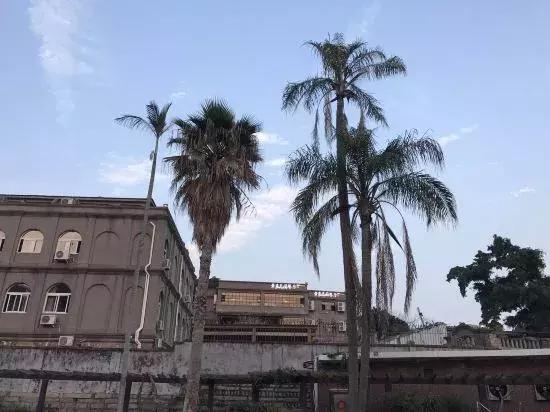 鼓浪屿游玩全攻略，以后别再说去鼓浪屿不知道怎么玩（建议收藏）