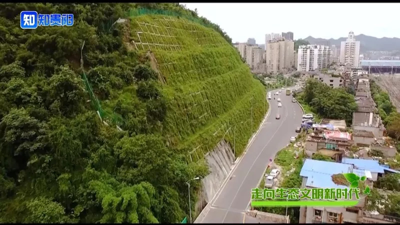 “百山治理”之后，我市这些山体都披上了绿装，有你常见到的吗？