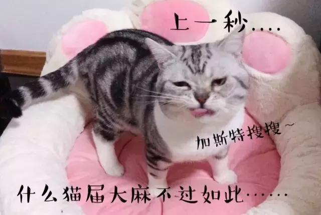 猫猫为了猫薄荷可以有多疯狂,记录猫咪吸猫薄荷日常